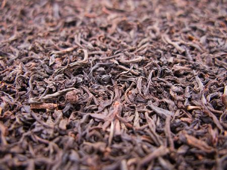 Black tea crop leaf for healthy lifestyle drinkの写真素材