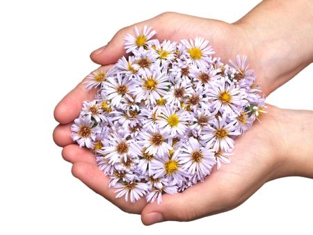 White nature chamomile flower background frameの写真素材