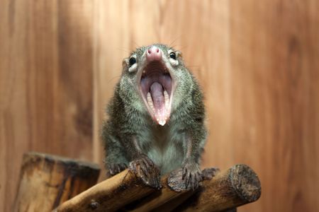 Tupaia glis tree shrew rodent animal fur squirrelの写真素材