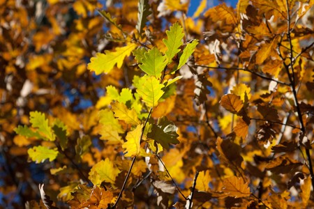 Autumn season nature color oak tree leaf backgroundの写真素材