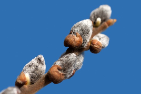 Spring nature willow tree plant branch bud growthの写真素材