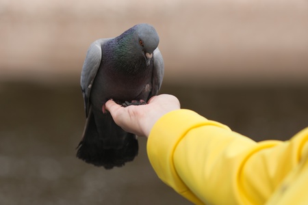 Human hand feeding wing flying pigeon dove birdの写真素材