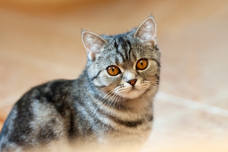 Feline animal pet british domestic cat looking eyeの写真素材