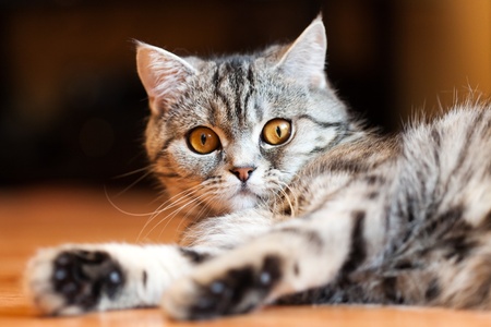 Feline animal pet british domestic cat looking eyeの写真素材