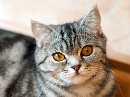 Feline animal pet british domestic cat looking eyeの写真素材