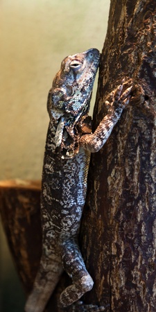 Reptile animal nature wildlife green iguana lizardの写真素材