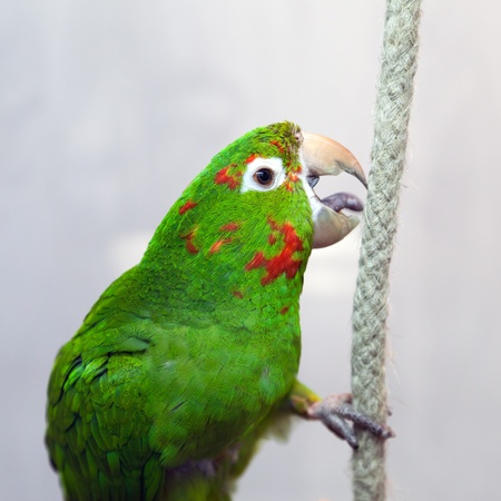 Pet animal - tropical parrot bird feather and beakの写真素材