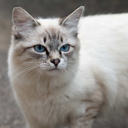 Feline animal pet siamese domestic cat looking eyeの写真素材