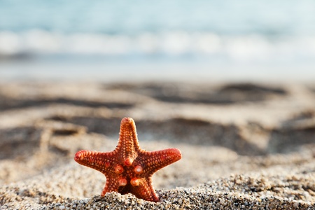 Summer vacations - starfish on blue sea sand beachの写真素材