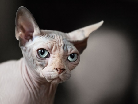 Feline animal pet hairless sphinx domestic cat looking eyeの写真素材