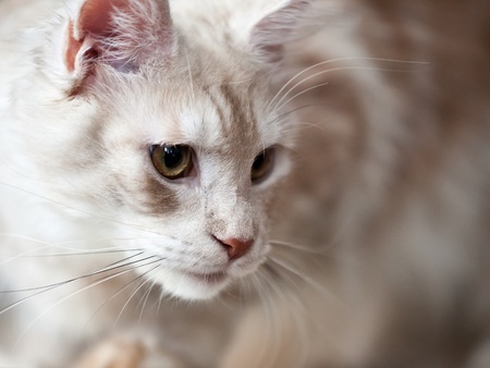 Feline animal pet british domestic cat looking eyeの写真素材