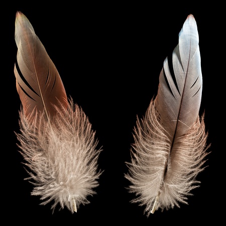 Nature wing fly bird feather quill black isolatedの写真素材