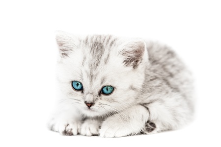 Feline animal pet little british domestic silver tabby cat with blue looking eyesの写真素材