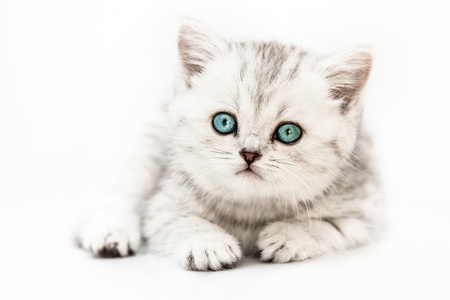 Feline animal pet little british domestic silver tabby cat with blue looking eyesの写真素材