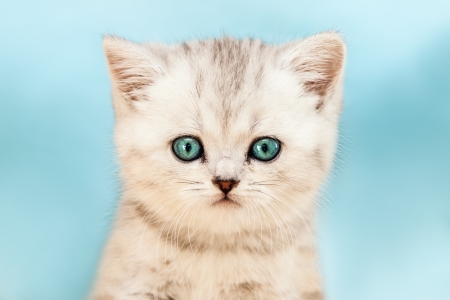 Feline animal pet little british domestic silver tabby cat with blue looking eyesの写真素材