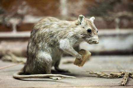 Rodent rat animal holding piece of bread foodの写真素材