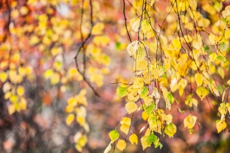 Yellow nature colors of autumn season tree leavesの写真素材