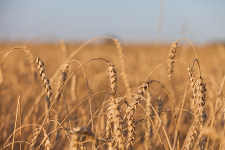 Gold ripe wheat or rye agriculture field plantの写真素材