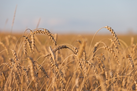 Gold ripe wheat or rye agriculture field plantの写真素材
