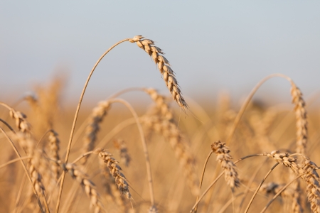Gold ripe wheat or rye agriculture field plantの写真素材