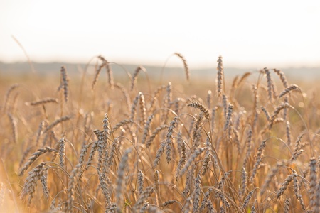 Gold ripe wheat or rye agriculture field plantの写真素材