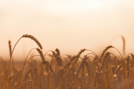Gold ripe wheat or rye agriculture field plantの写真素材