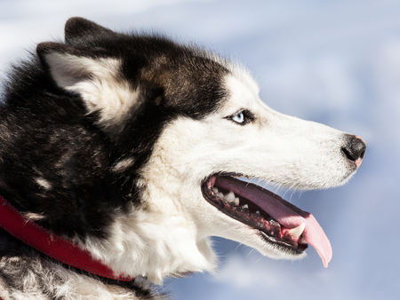 Cute breed siberian husky dog animal walking winter snow outdoorの写真素材