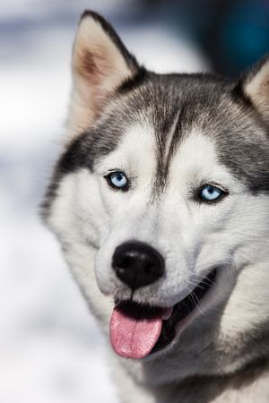 Cute breed siberian husky dog animal walking winter snow outdoorの写真素材