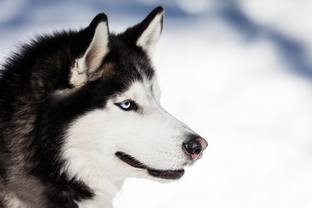Cute breed siberian husky dog animal walking winter snow outdoorの写真素材