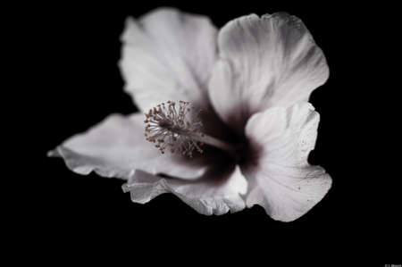 Flor
Blanco y Negro
Lorea
Fleurの写真素材