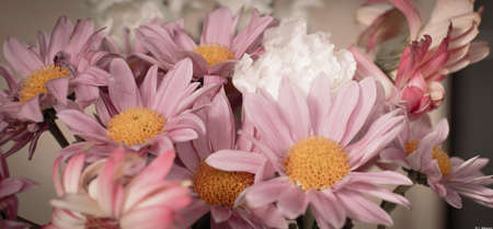 flowers in springの写真素材