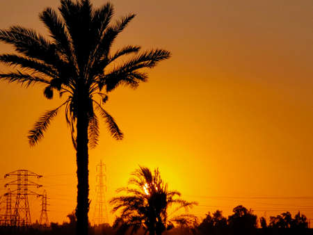 The view of the sunset behind the trees