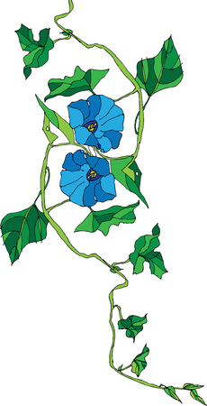 Morning glory isolated white background.のイラスト素材