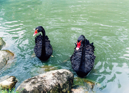 australian black swans coupleの写真素材