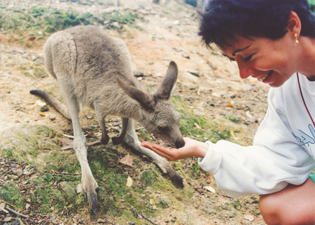baby kangaroo takes food from explorerの写真素材