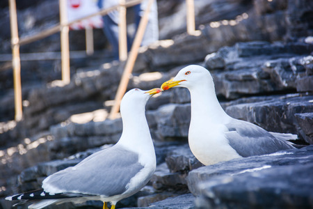 seagulls fall in love kiss to kissの写真素材