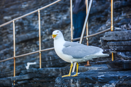seagulls menacing scream on the cliffの写真素材