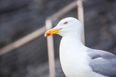 Seagull show itself as a modern fashion model
