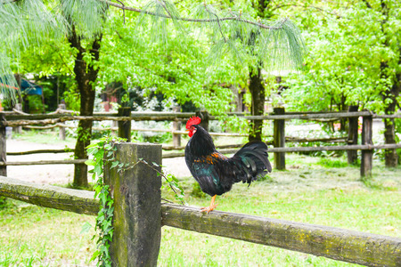 wild rooster overview its chickens haremの写真素材