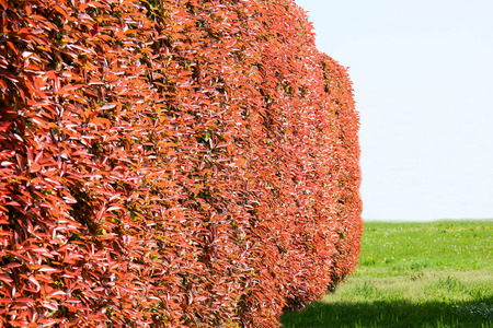 Wall of new leavesの写真素材