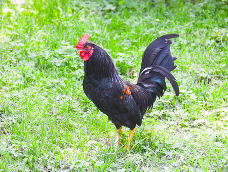 rooster scratching in the farmyardの写真素材