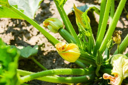 vegetables from Italian countrysideの写真素材