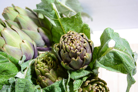 artichokes of the Italian countrysideの写真素材
