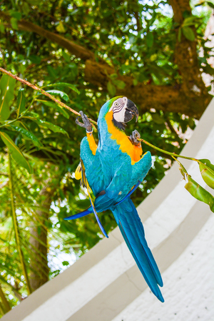 colored parrot that to have food makes the acrobat cling to a tree branchの写真素材