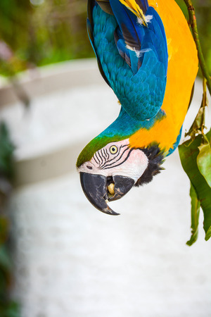 colored parrot that to have food makes the acrobat cling to a tree branchの写真素材