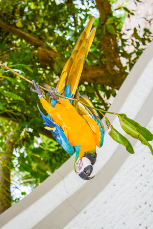colored parrot that to have food makes the acrobat cling to a tree branchの写真素材