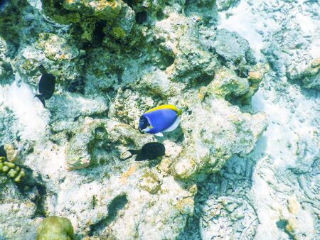 Maldives, plankton and tropical fishes near the re-growing coral reef