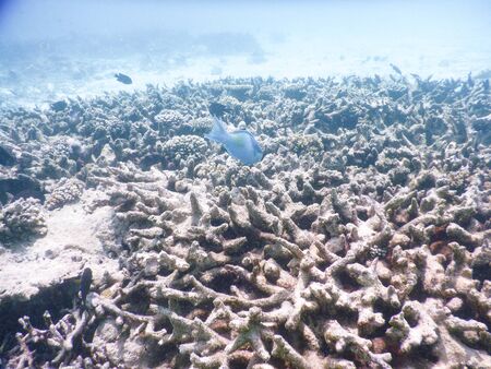Maldives, tropical fish on the coral reef destroyed by the tsunami and regrowth coral