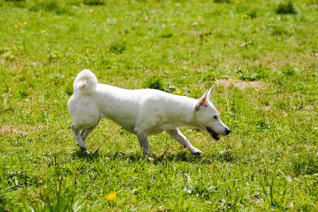 Jack Russell hunting for marmots in their burrows in the Italian Dolomites