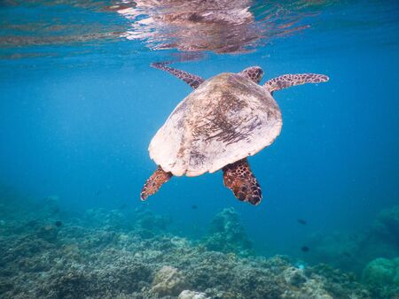 sea turtle on the Maldivian coral reef that swims among placid and peaceful plankton looking for...